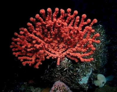 Vancouver Island has become internationally known as a scuba diver’s paradise, with the Jacques Cousteau Society rating it second only to the Red Sea for clarity and diversity of marine life. What is renowned for the area is the Gorgonian Corals. This is a rarity in North America.