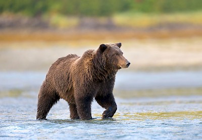 Grizzly Bears are found all along BCs Northwest Coast. Most notably, Knight Inlet, is home to Glendale Cove which boasts one of the largest concentration of grizzly bears in British Columbia. Wilderness tour operators can whisk you into the area to witness this amazing site.