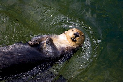 After reaching near extinction during the fur trade Sea Otters were re-introduced into the area from 1969-1972. In 1995, there were at least 1450 sea otters along the west coast of Vancouver Island, many of which live within the area the Uchuck travels.